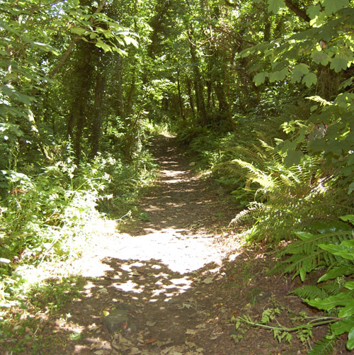 Woodland footpath through the Gwendreath Valley towards Kennack Sands